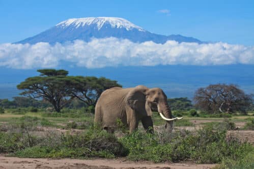 “A large adult elephant stands majestically against the backdrop of a snow-covered Mount Kilimanjaro, highlighting the contrast between the animal’s dark, wrinkled skin and the pristine white of the mountain’s peak. The elephant appears to be on a journey, symbolically climbing towards the summit of Africa’s highest point.”